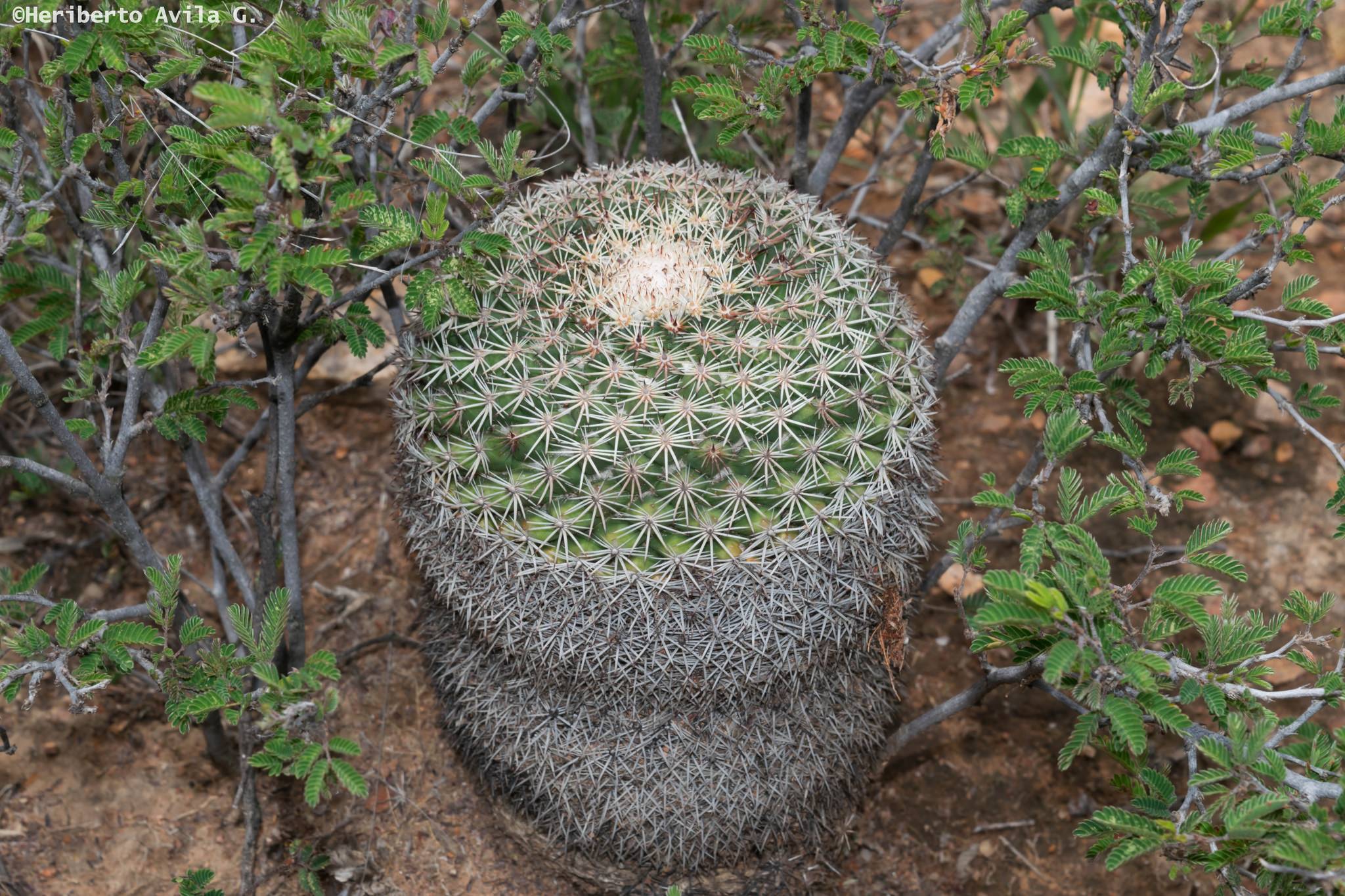 Mammillaria grusonii